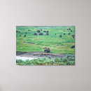 Search for bison canvas prints Yellowstone