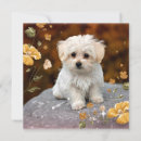 Search for loveable cards Dog