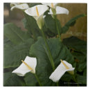 Search for calla lily flower tiles Plant
