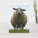 Search for sheep cards Cute