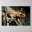 Search for cute lizard Reptiles