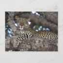 Search for peer postcards Animal