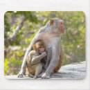 Search for monkey love electronics Wildlife