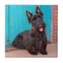 Search for scottish tiles Black