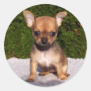 Search for chihuahua dog stickers Puppies