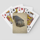Search for seal photography Seals