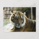 Search for bengal cats postcards Feline