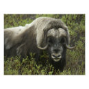 Search for threat posters Wildlife