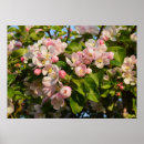Search for apple blossoms posters Springtime