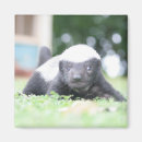 Search for honey badger magnets Wildlife