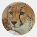 Search for subject stickers Photography