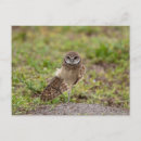 Search for stretch postcards Animal