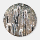 Search for faded magnets Nature