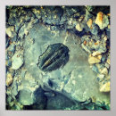 Search for fossils posters Rock