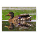 Search for hunter photography Duck