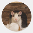 Search for mouse rat stickers Pets