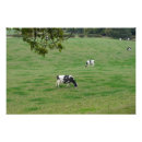 Search for english countryside posters Cows