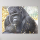Search for gorilla photography Zoo