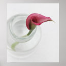 Search for lily photography Lillies