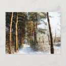 Search for winter horizontal postcards Woodland