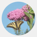 Search for swallowtail stickers Pretty