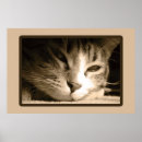 Search for missing cat posters Cats