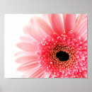 Search for gerberas posters Botanical