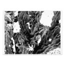 Search for high contrast posters Nature