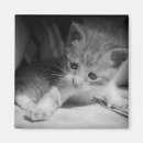 Search for fluffy white square magnets Kitten