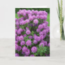 Search for rhododendrons cards Nature