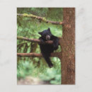Search for omnivorous postcards Environment