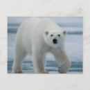 Search for adults postcards Animal