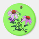 Search for coneflower magnets Green