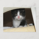 Search for tuxedo postcards Pet
