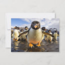 Search for cool birds cards Cute