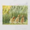 Search for happy chicken postcards Baby