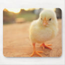 Search for baby chicks mousepads Animal