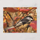 Search for chickadee postcards Wildlife