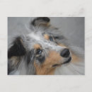 Search for toony Shetland collie