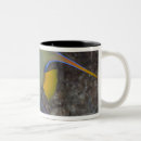 Search for angelfish mugs Swimming