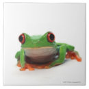 Search for tree frog tiles Reptile