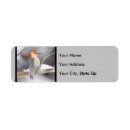 Search for woodpecker return address labels Red bellied woodpecker