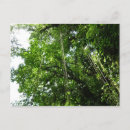 Search for jungle photography Nature