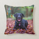 Search for black labrador cushions Cute