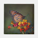 Search for queen magnets Butterfly