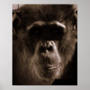 Search for chimp posters Ape