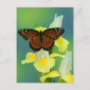 Search for viceroy postcards Mimic