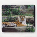 Search for wild tiger mousepads Endangered