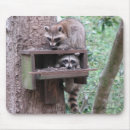 Search for raccoon mousepads Nature