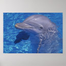Search for bottlenose dolphin posters Nature